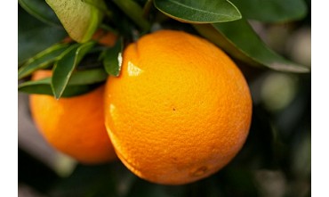 ¿Conoces la variedad de Naranjas Navel? 
