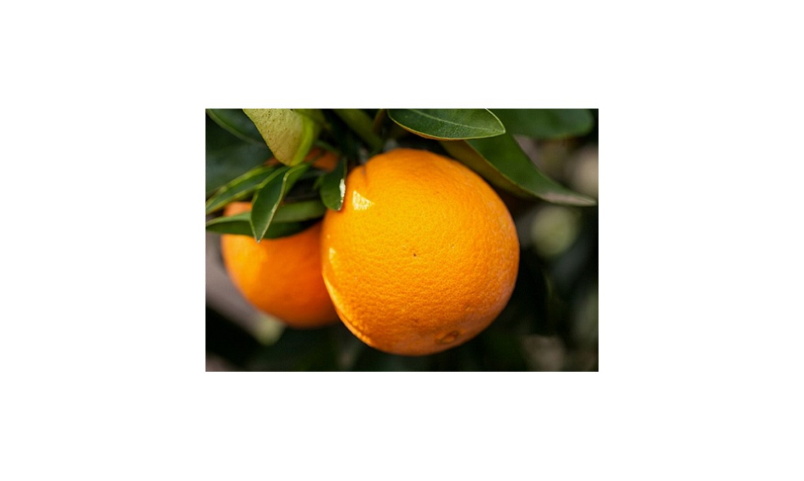 ¿Conoces la variedad de Naranjas Navel? 